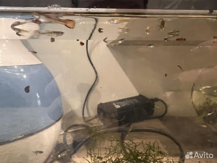 Аквариумные рыбки