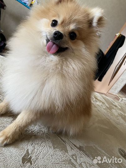 Померанский шпиц вязка