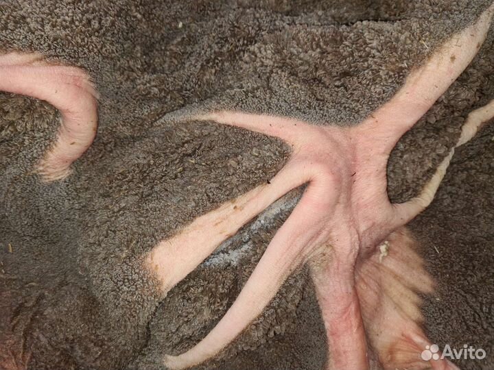 Рубец говяжий