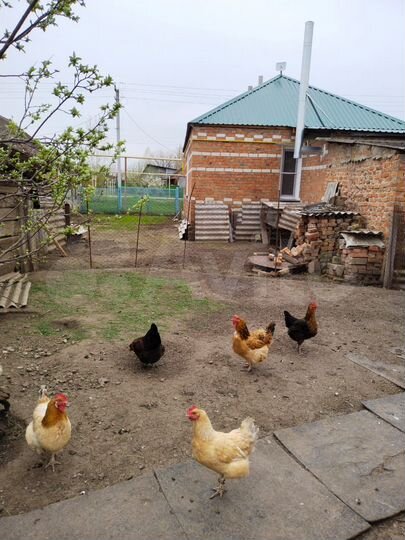 Дом 54 м² на участке 10 сот.