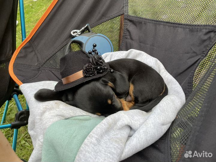 Вязка собак