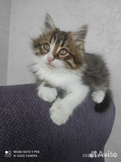 Котенок