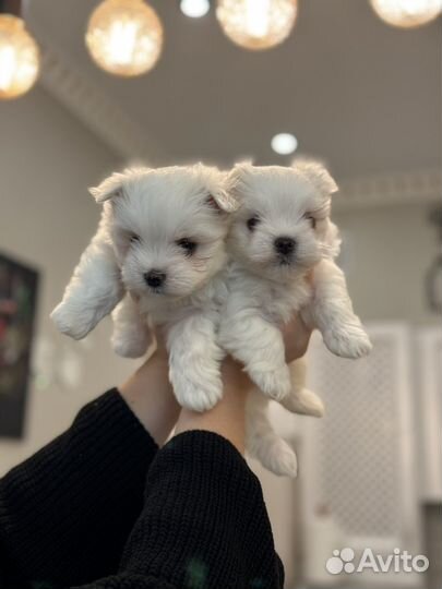 Мальчик Мльтезе мини