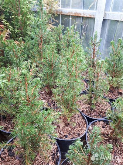 Ель канадская Коника Бисенталер Фрюлинг Дейзи Вайт