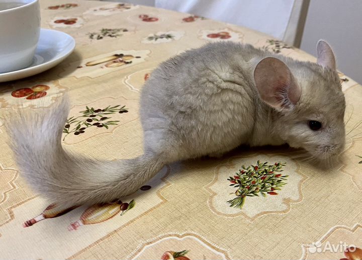 Шиншилла мальчик