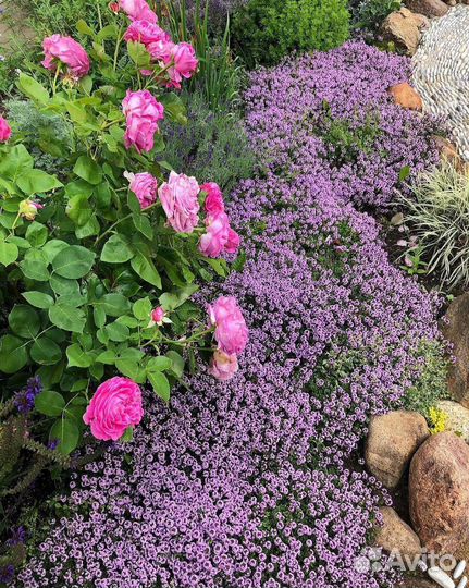 Тимьян, чабрец, розмарин, лаванда