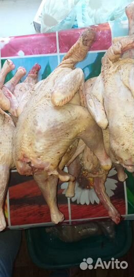 Мясо индейки,бройлера, индоутки, цесарки