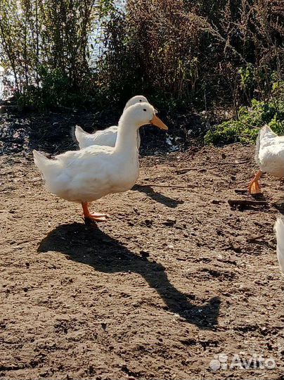 Утки Агидель