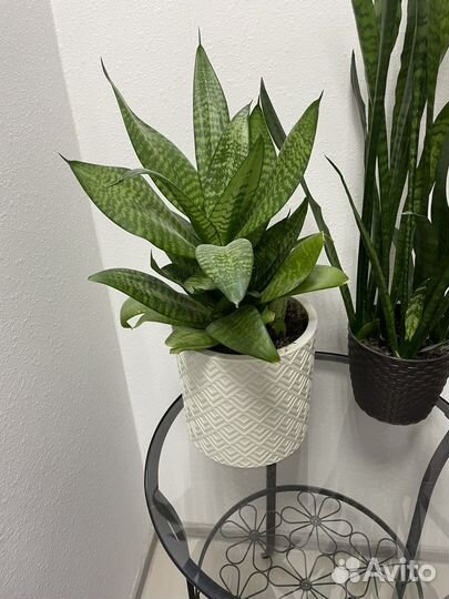 Сансевиерия