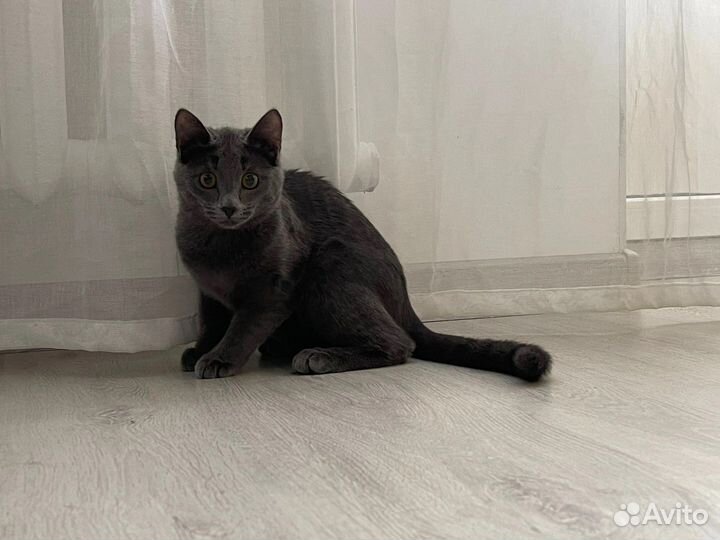 Котята ищут дом