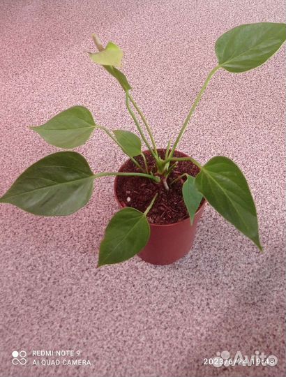 Антуриум Нано Свит