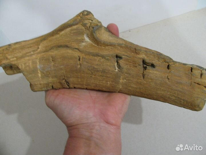 Окаменелое дерево (в коллекцию)