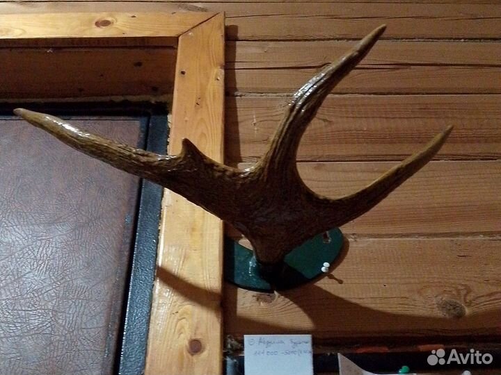 Рога лося