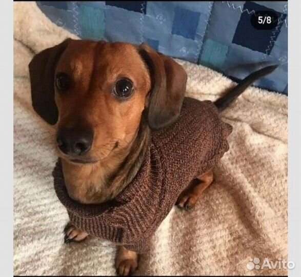 Карликовая такса