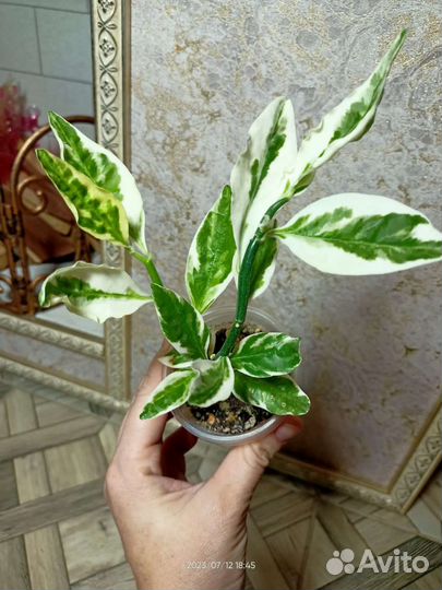 Педилантус