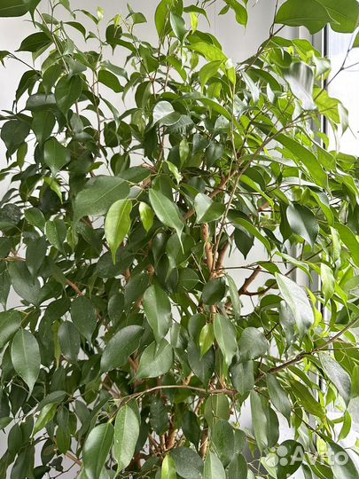 Фикус бенджамина