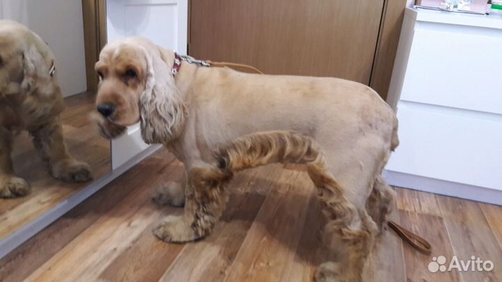 Стрижка собак и кошек- грумминг всех пород, уз чис