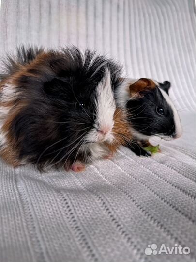 Морские свинки