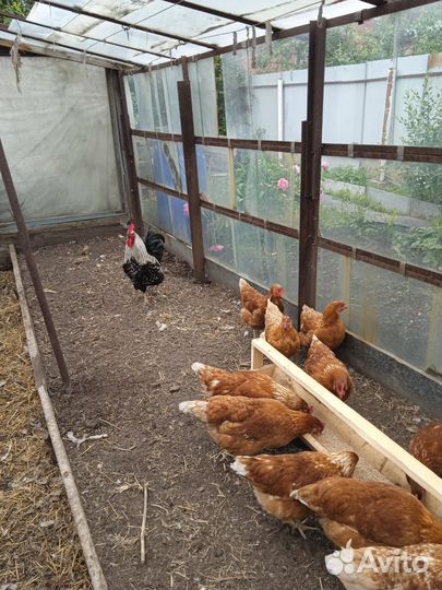 Куры молодки несушки