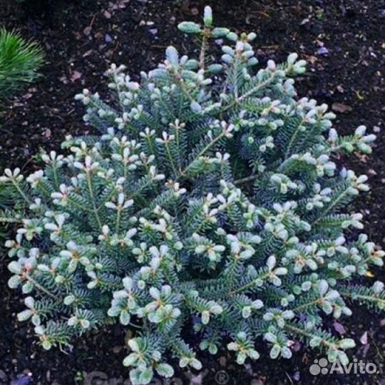 Пихта корейская 2 (подробности в описании)