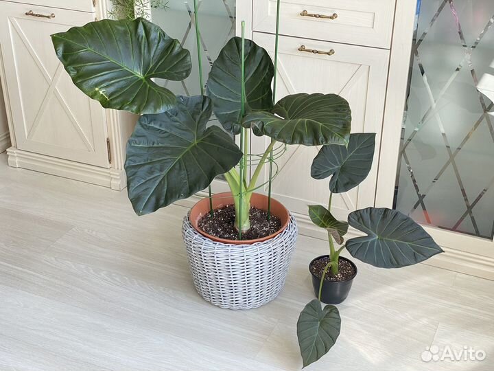 Алоказия Реверса, Синуата, Регал Шилдс, Ниндзя