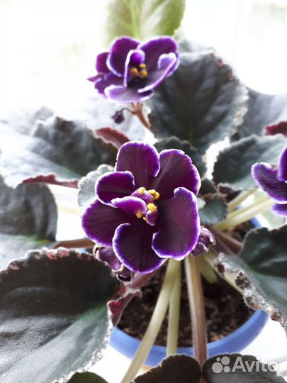 Фиалки. Герань (черенки). Педилантус. Бегония