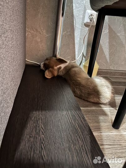 Вельш-корги щенок