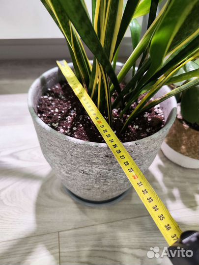 Сансевиерия щучий хвост