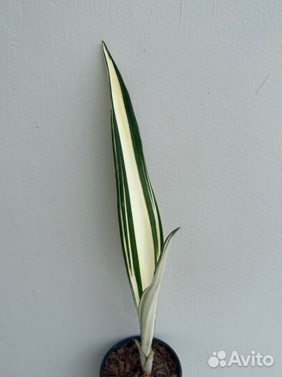 Сансивиерия бьюти квин