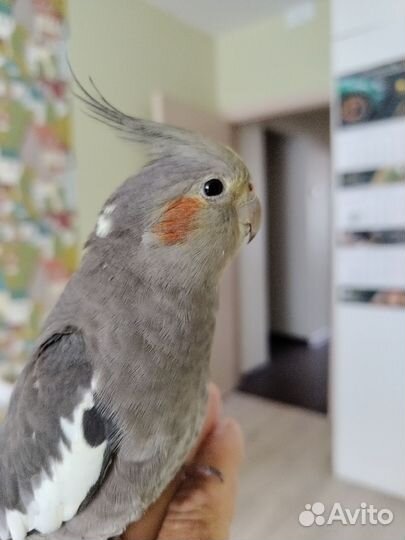 Попугай корелла с клеткой