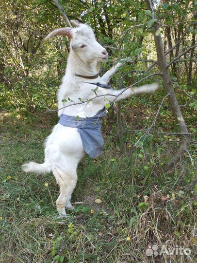 Козлик ламанча