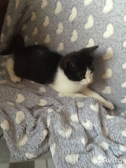 Отдаю котенка в добрые руки