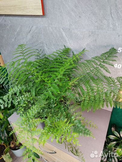 Папоротник асплениум Parvati