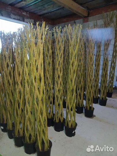 Плетеные деревья из сортовой ивы