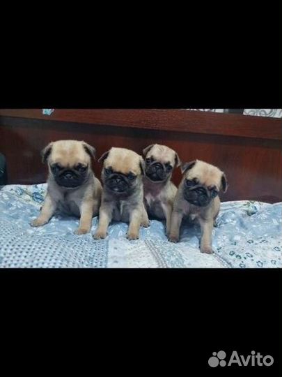 Щенки Мопса