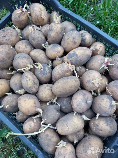 Семенной картофель