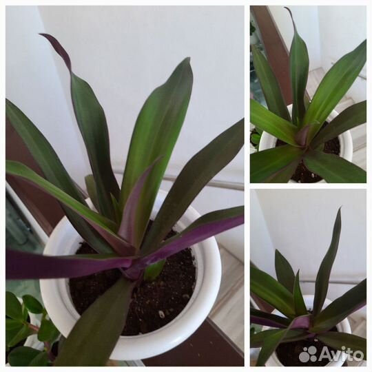 Комнатные цветы в кашпо