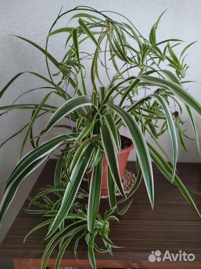 Хлорофитум кудрявый, маленький -100