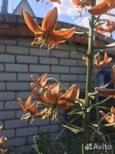 Лилии луковицы