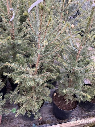 Ель Сербская Оморика