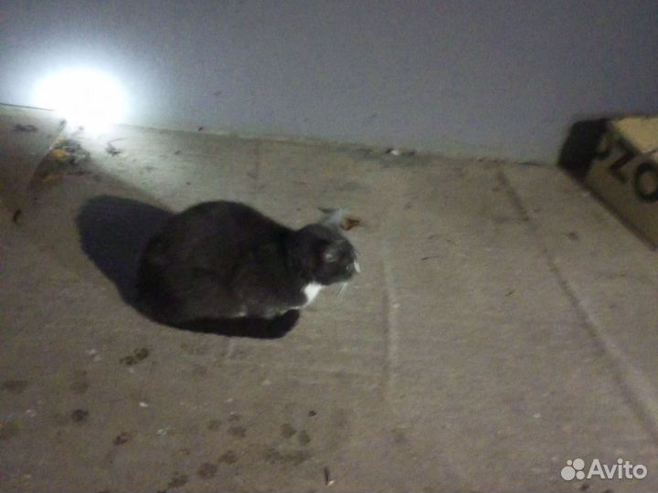 Беременная кошка
