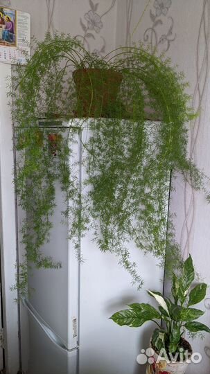 Продаётся цветок Аспарагус