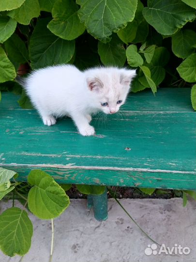 Котята в добрые руки даром бесплатно