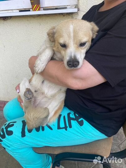 Маленькая собачка, Розетка