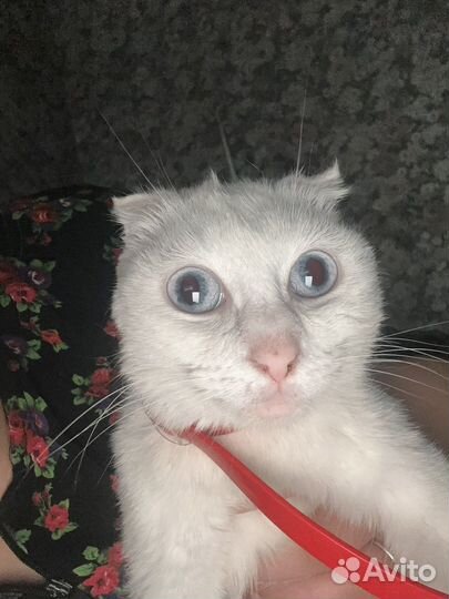 Кошки породистые бесплатно