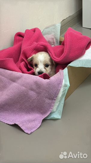 Собака в добрые руки, отдам бесплатно