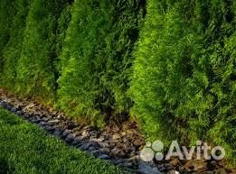 Туя Брабант зкс доставка