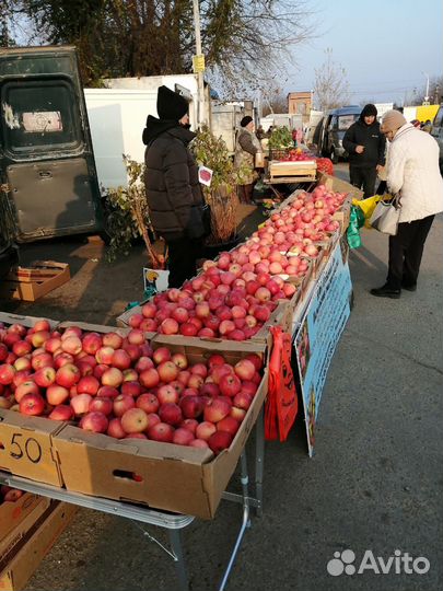 Яблоки домашние флорина. оптом