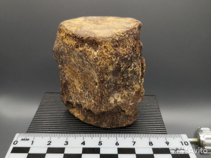 Окаменелость. Позвонок кита Цетотерия