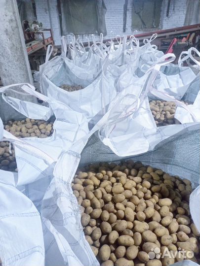 Семенной картофель королева анна